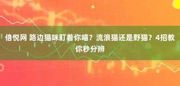 倍悦网 路边猫咪盯着你喵？流浪猫还是野猫？4招教你秒分辨